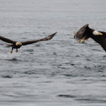 eagles fishing