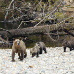 grizzly 4 cubs