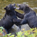 grizzlies play fighting