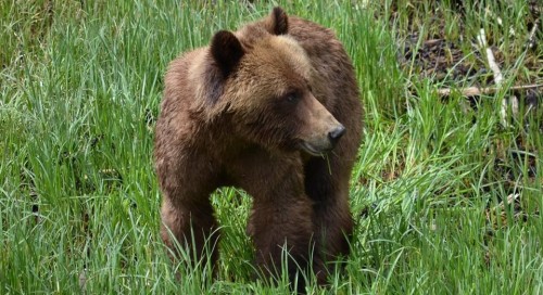 Grizzly Bear cub