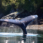 whale tail johnstone strait