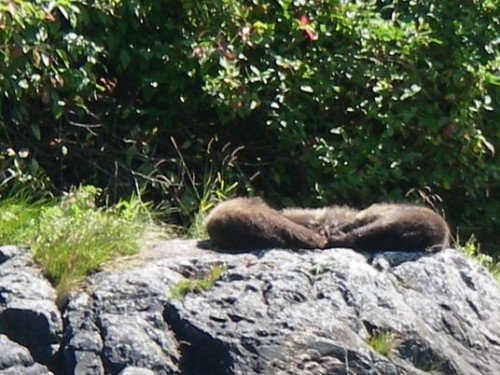 sleeping grizzly bear cubs 