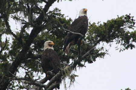 bald eagles on a grizzly river