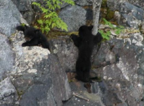 black bear cubs 