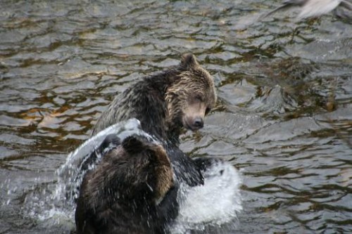 juvenile grizzlies fighting