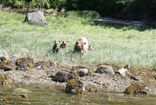 grizzly cubs grazing