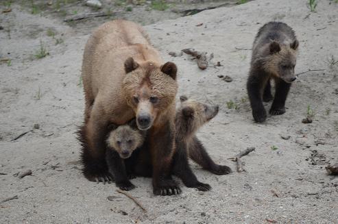 grizzly bear and cubs