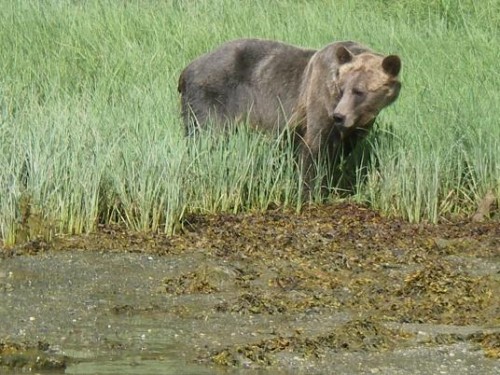 viewing grass eating grizzlies
