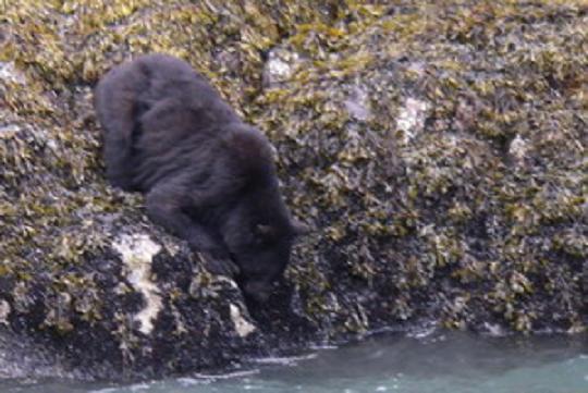 Black Bear Gathering Mussels | Grizzly Bear Tours & Whale Watching ...