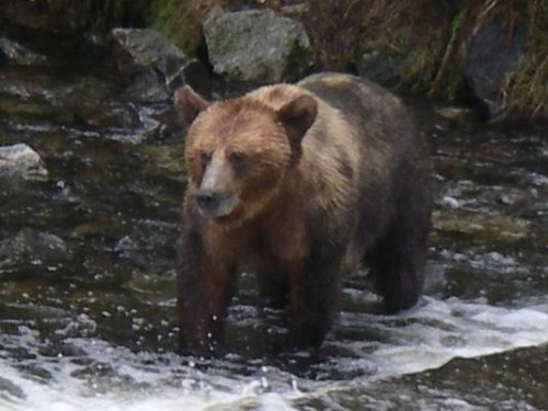 grizzly bear coat colour