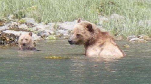 mother grizzly bear