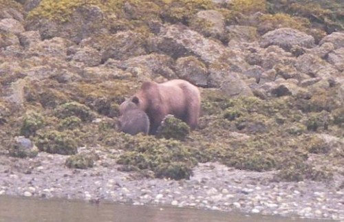 grizzly on the beach