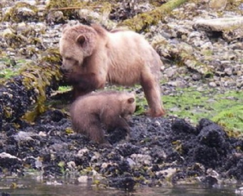mother grizzly and cub 