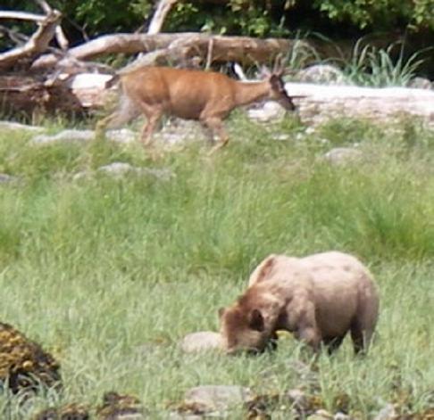 grizzly bear and black tailed deer
