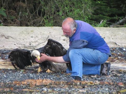 Bald Eagle Rescue