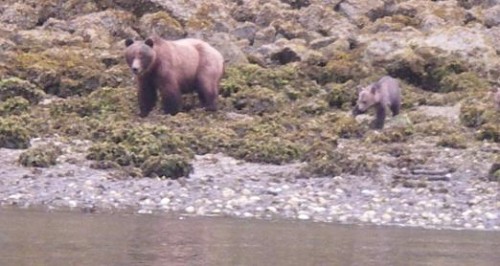 grizzly bear and cub watch us