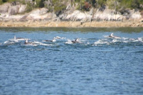 dolphins in Knight Inlet BC