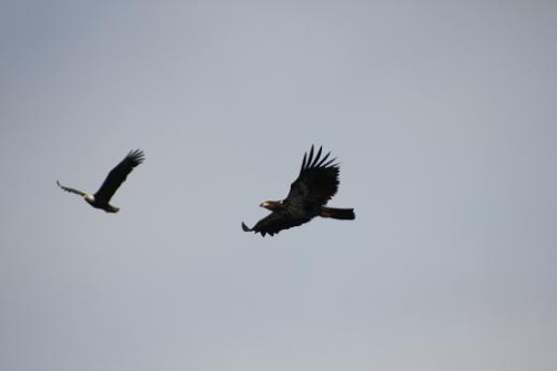 bald eagles soaring 