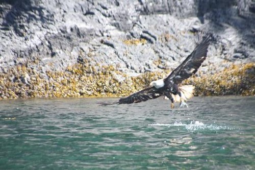bald eagle fish in claws