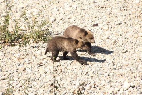 grizzly bear cubs follow mother 