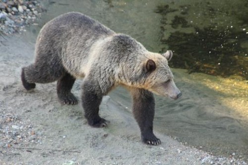 grizzly search for salmon