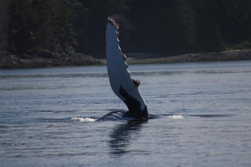 humpback whale pectoral fin