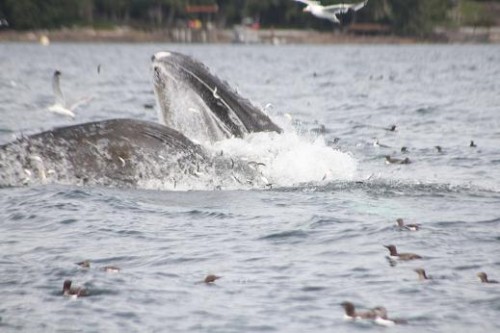 humpback whale feeding on herring