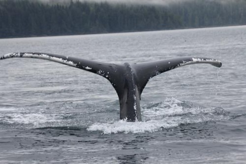 humpback whale diving 