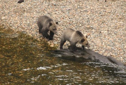 grizzly cubs go fishing