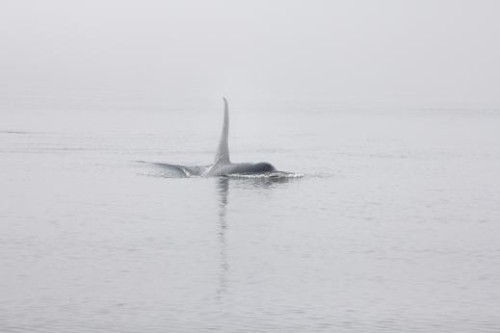 killer whale in fog