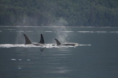 killer whales / orca surface