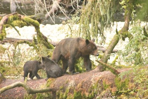 grizzly bear mother