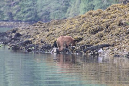 grizzly bears beach forage