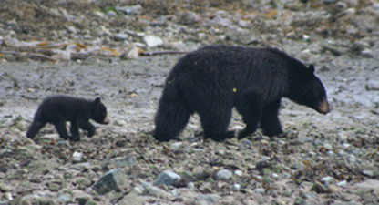 black bears and cubs 