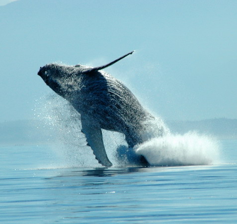  humpback whale breaching