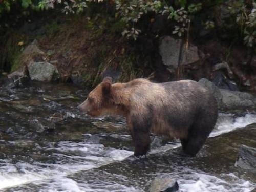 grizzly wait for salmon