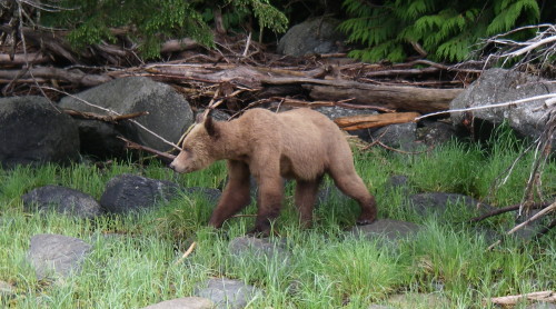 lean grizzly looking for food