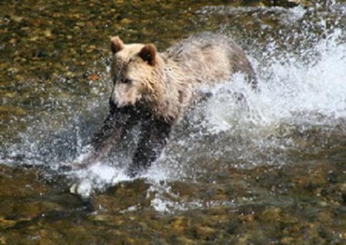 grizzly in the water after salmon