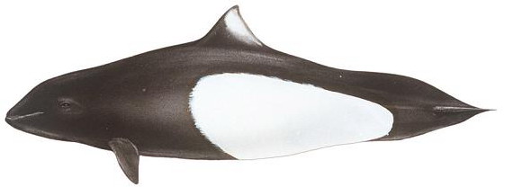 Dall's Porpoise are Playfull | Grizzly Bear Tours & Whale Watching ...