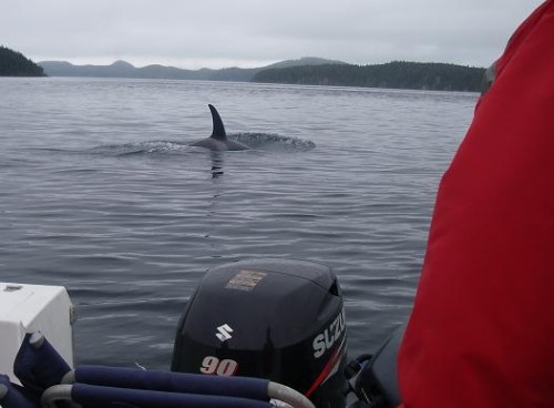 killer whales surfacing by boat