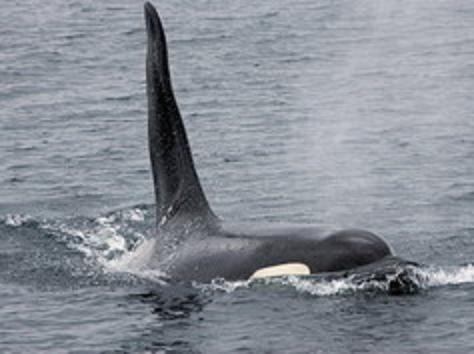 orca passing close 