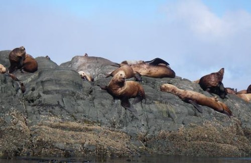 sea lions on the BC coast
