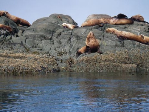 Sea Lions near Vancouver Island