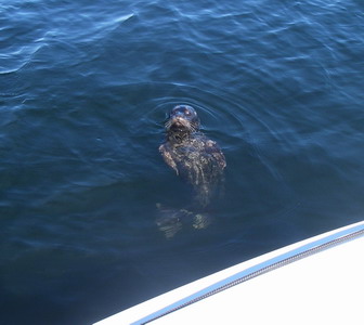 harbour seal 