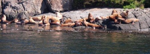  sea lion haul-out