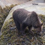 watching bears eating seaweed
