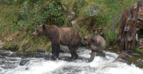 grizzly waiting for salmon