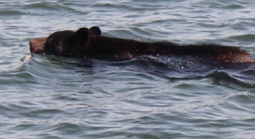 black bears swim between islands