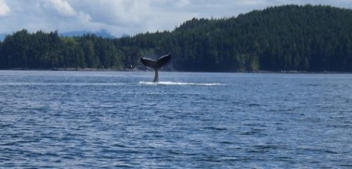 humpback whale playing