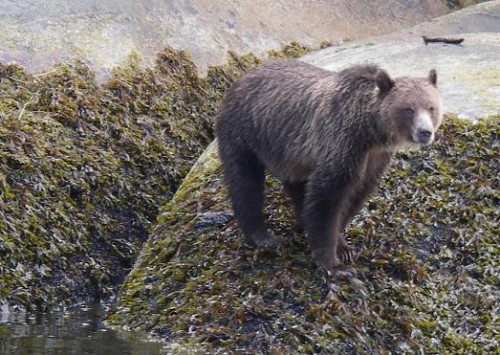 grizzly bear on the beach 